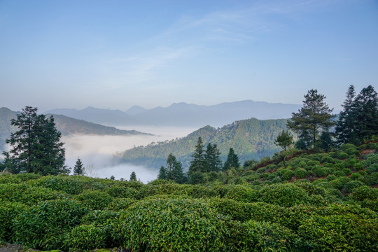 云南高山与茶园